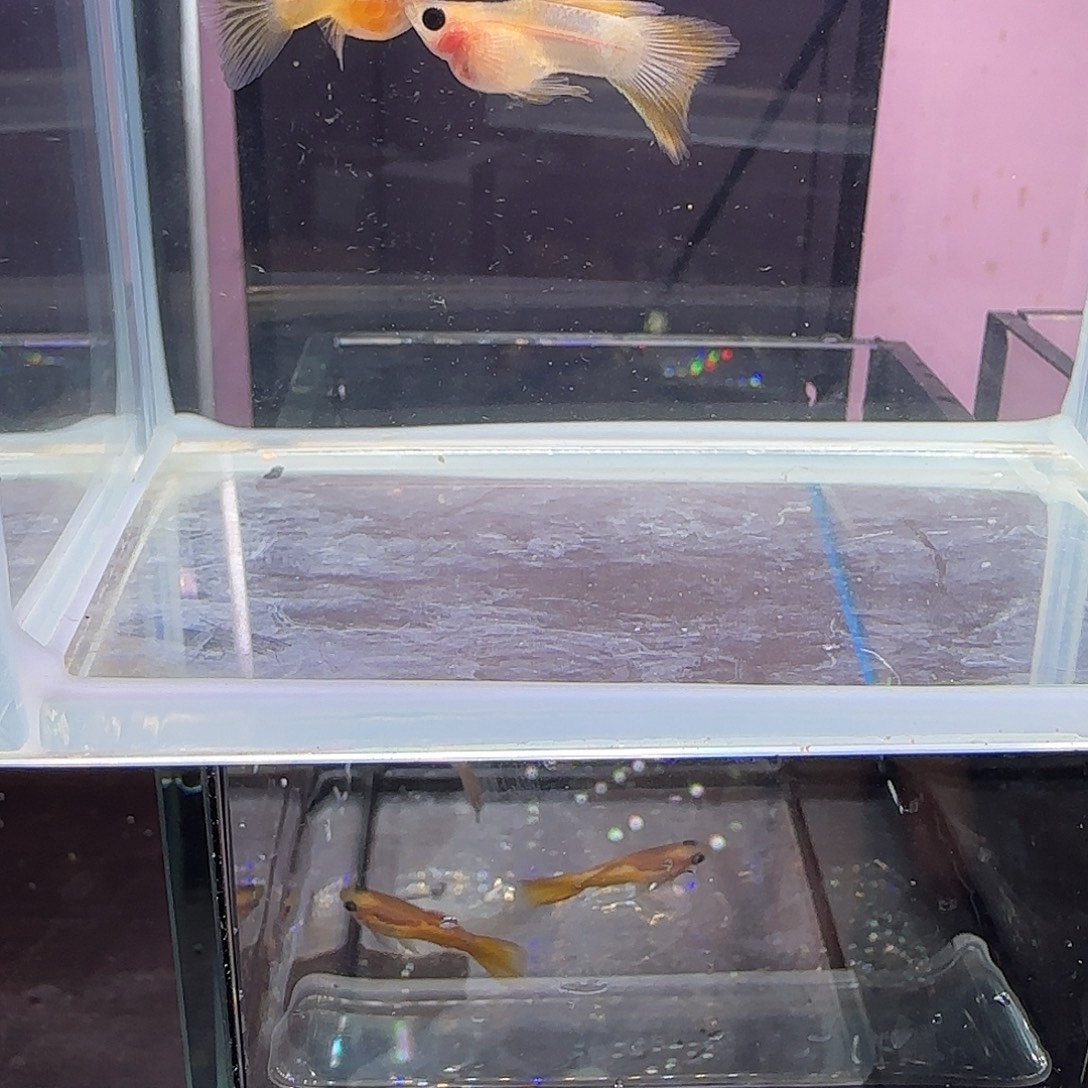 孔雀鱼粉猫幻彩一对，三个月