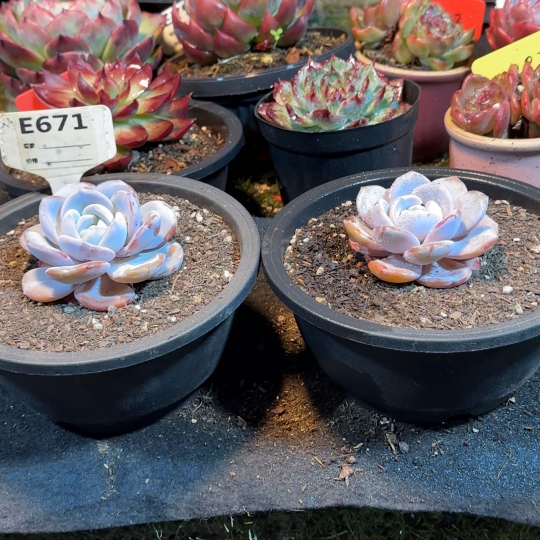 小***8奶茶2个一物一拍包装收缩花旱