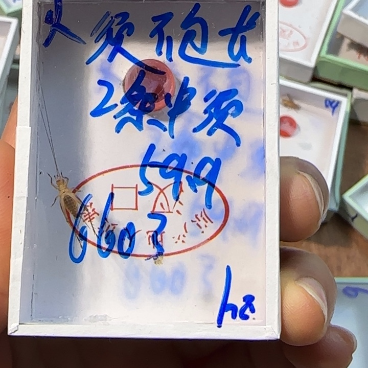 用***5蟋蟀蝈蝈我在外面吃饭呢