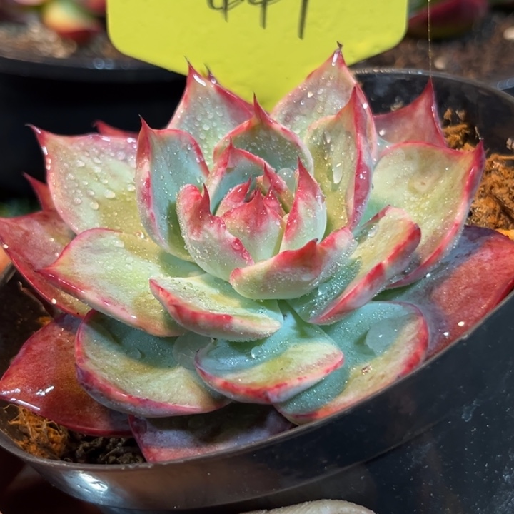 尖叶花脸惊鸿一物一拍包装收缩花旱447