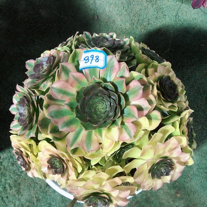 898雨荷多肉法师