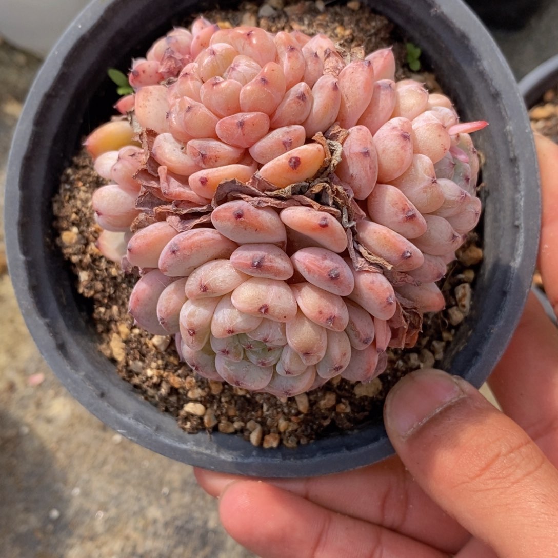 多肉私语，时光慢煮-26