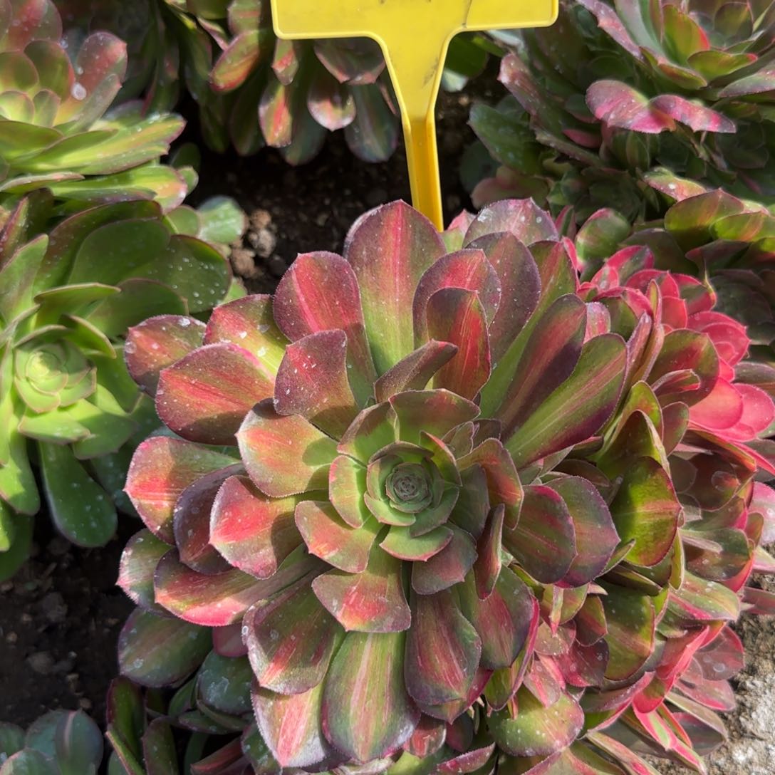 1-119---多头多肉植物