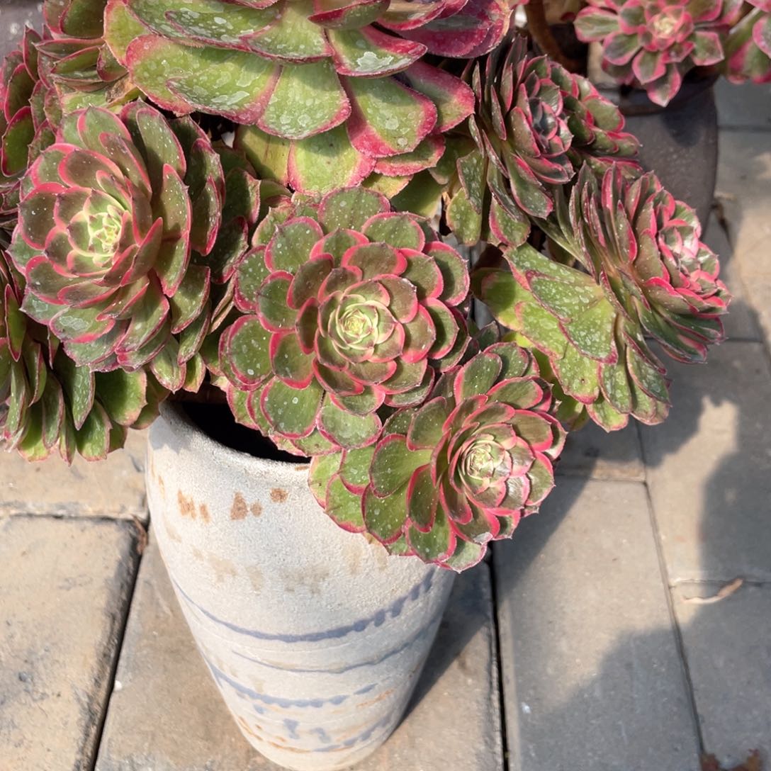 二**姨粉花妖老桩手捧108