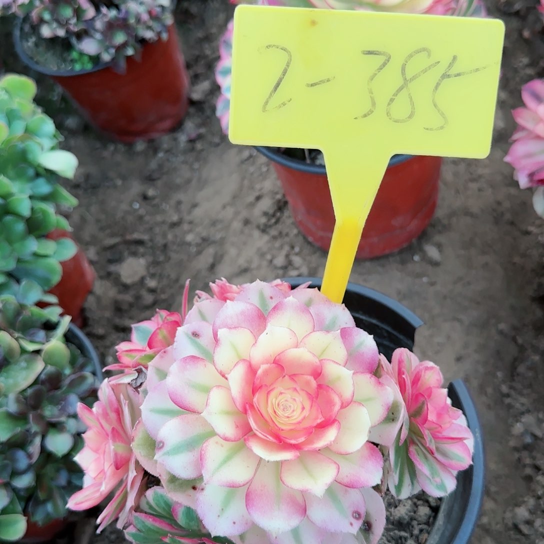 2-385---多头多肉植物倾城