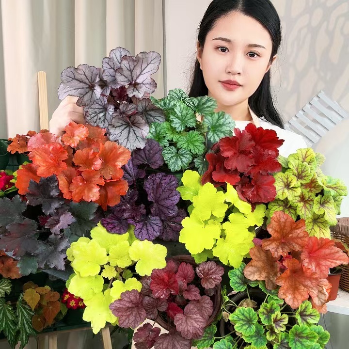 【多色矾根盆栽】耐寒耐热南北方适合庭院花园阳台【随温度变化变色】