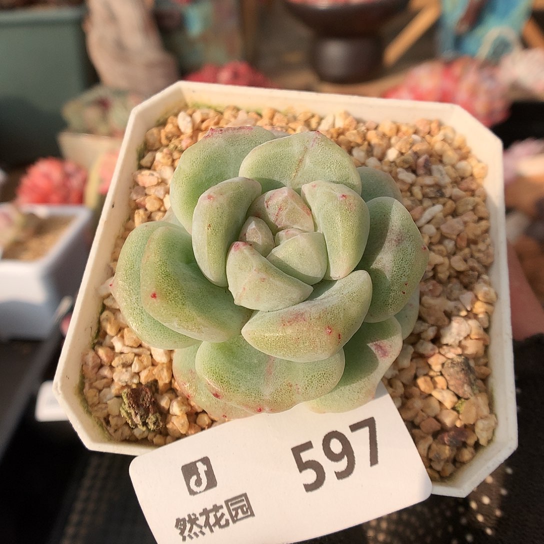 597冰玉石化多肉植物