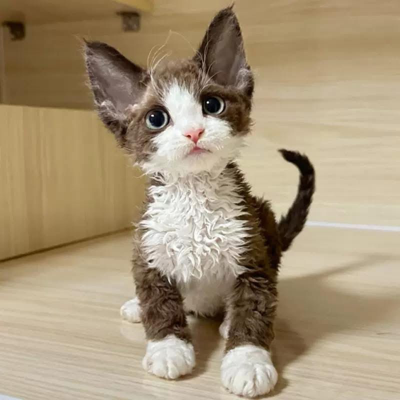 德文猫德文缅因猫金渐层橘猫暹罗猫卷毛宠物猫（大橙子优选）