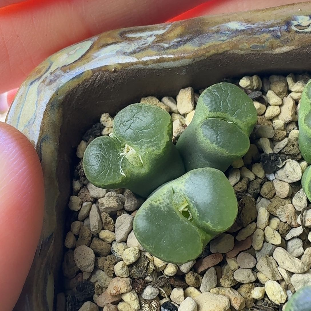 33号三头风铃一物一拍