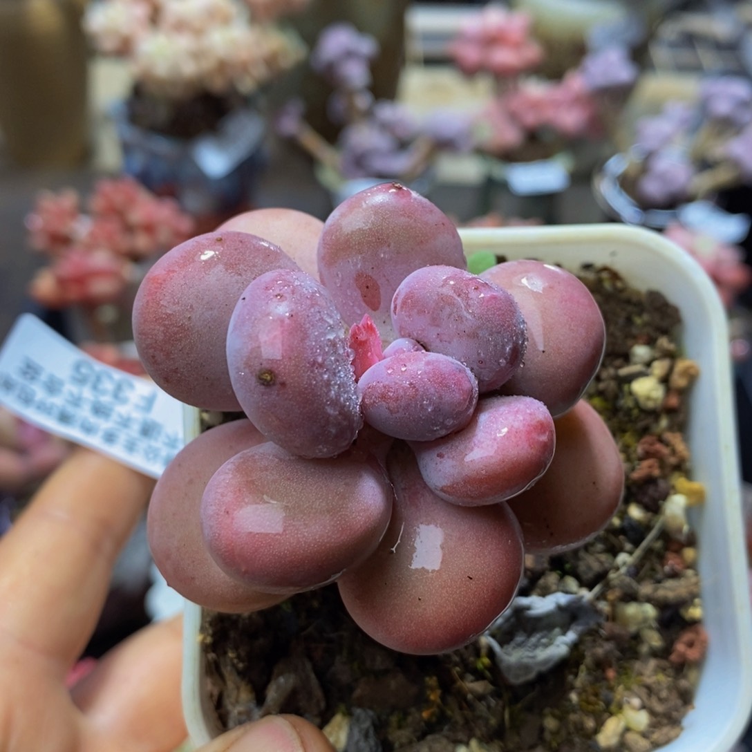 954 彩虹奶5、厘米