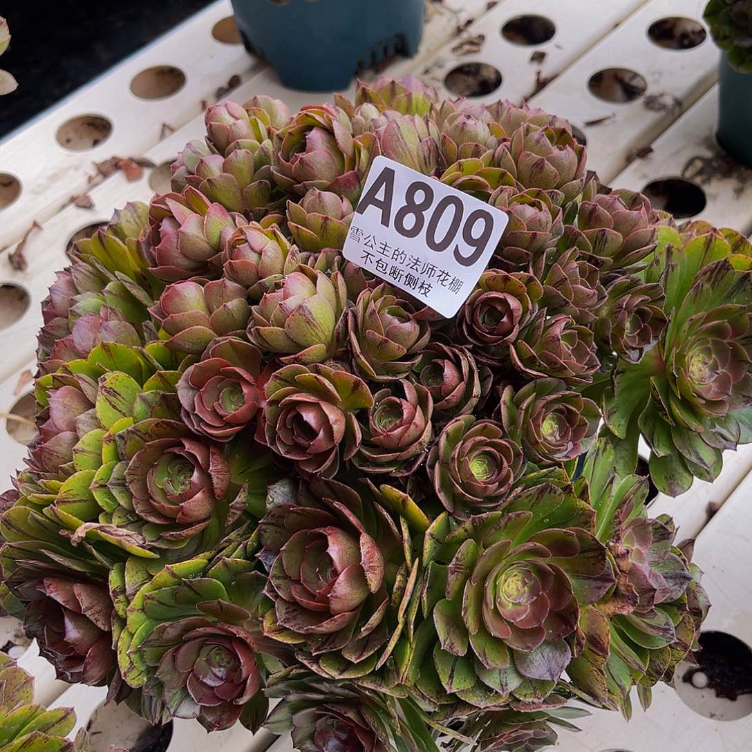 法师法师3–43包邮法师