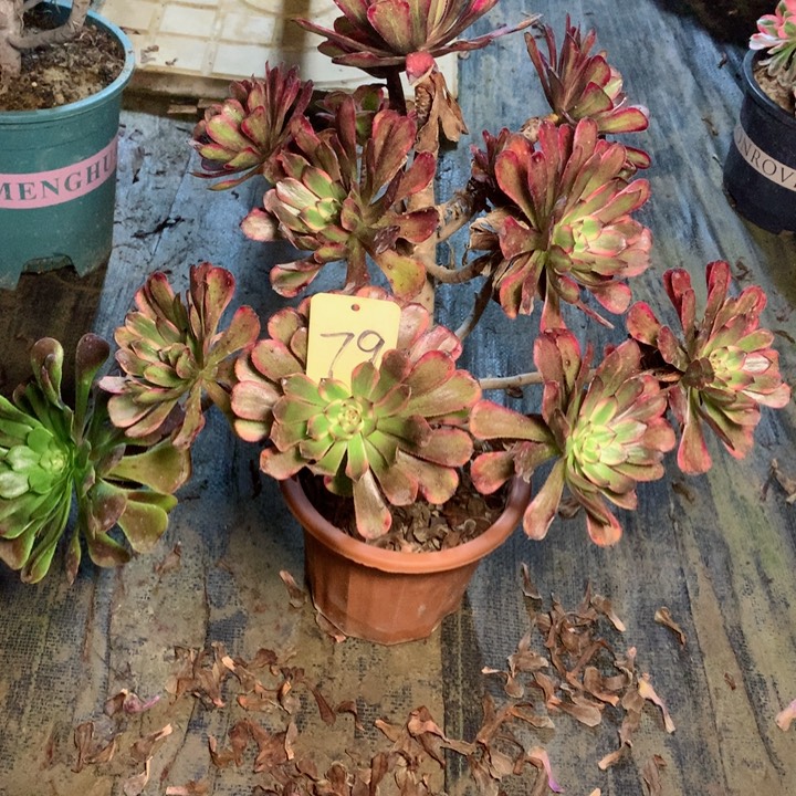 79红金刚多肉一物一拍