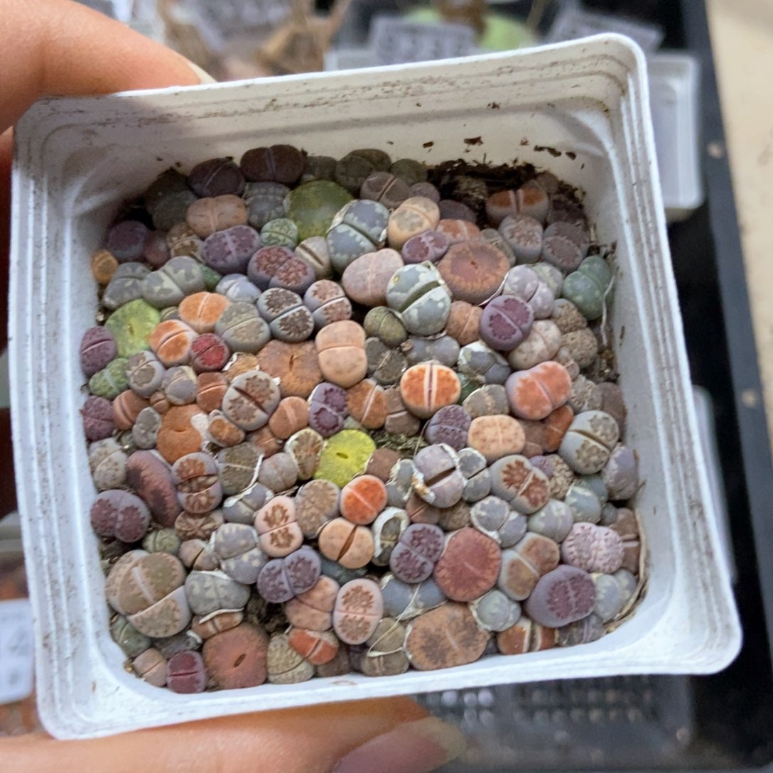 8246一盒七方混合个头很小