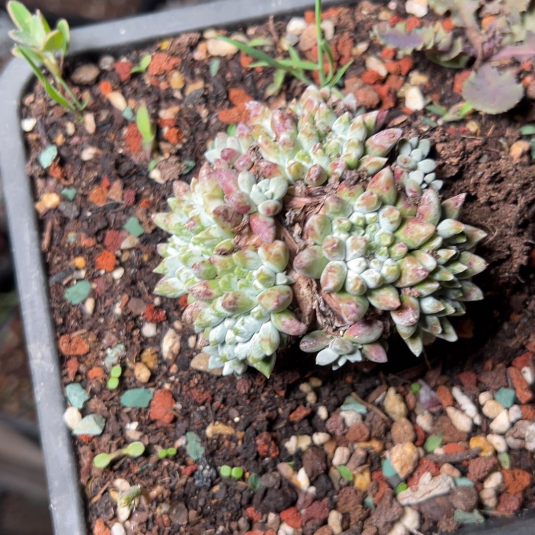 006白姆哈哈哈哈哈哈哈多肉