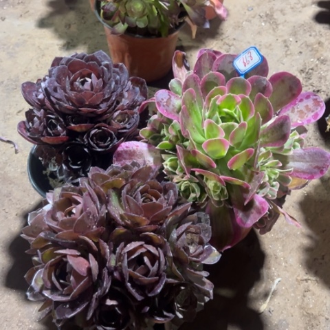 868多肉植物组合