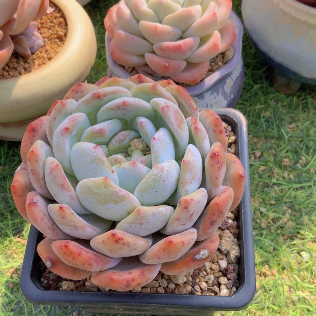 魔***鲨韩版冰橙2颗