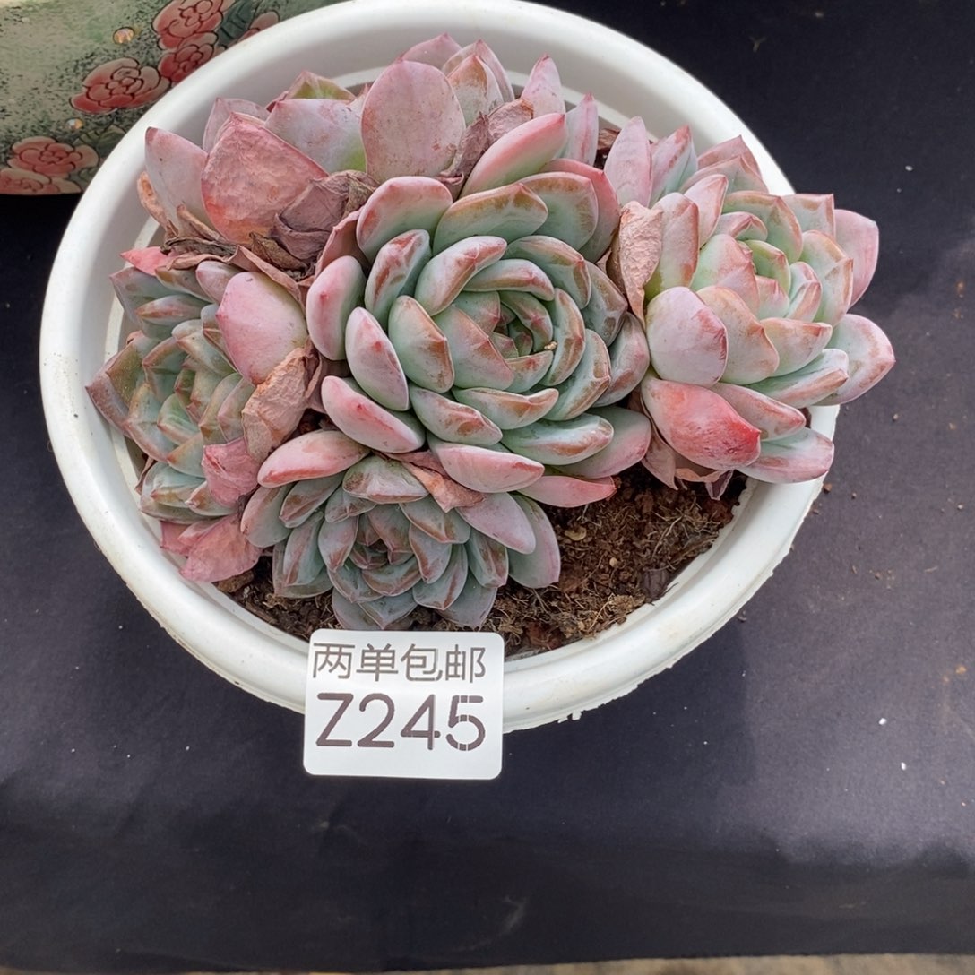 哈哈哈哈哈哈哈哈245