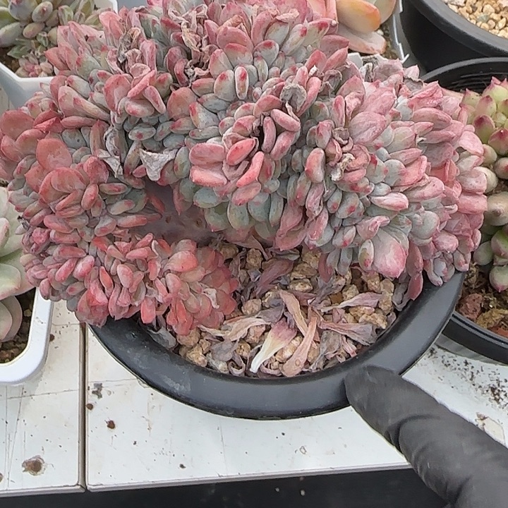 青蛙王子儿童牙膏套装11