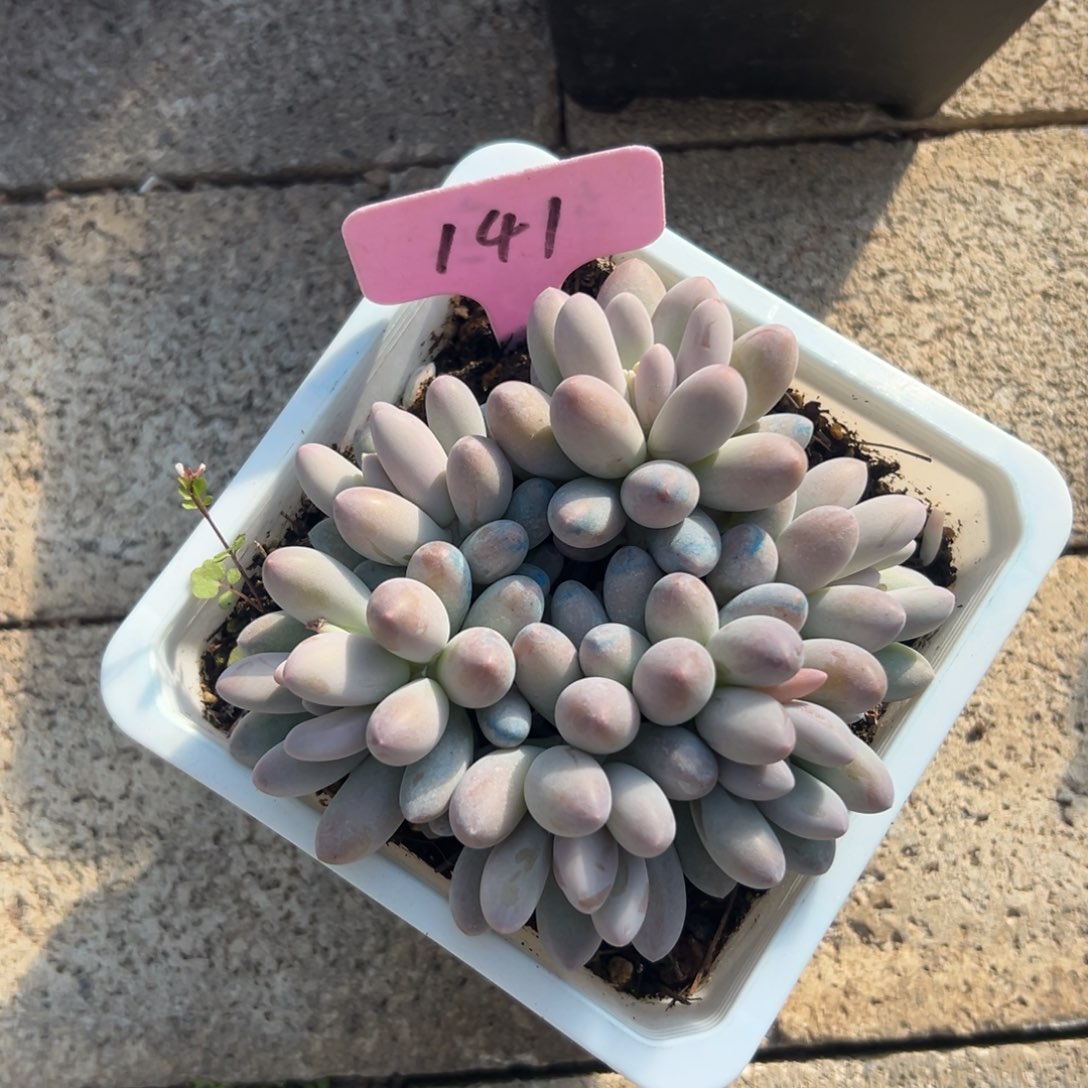 紫**殊多肉植物一个一拍
