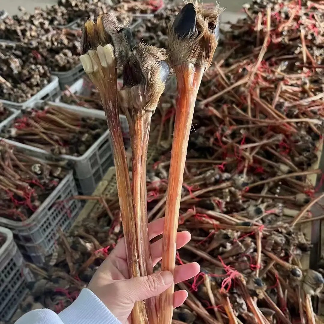梅花鹿带蹄后腿筋 可泡酒煲汤