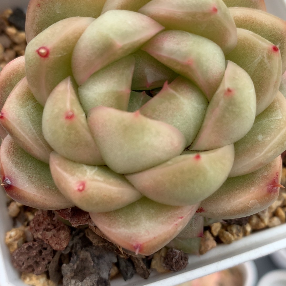 0126-25 麦杆优选