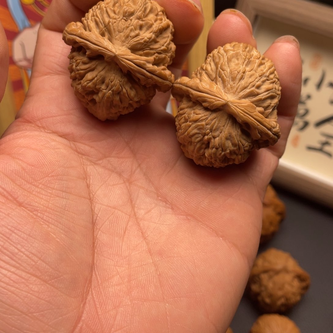文玩核桃把件白狮子微修39
