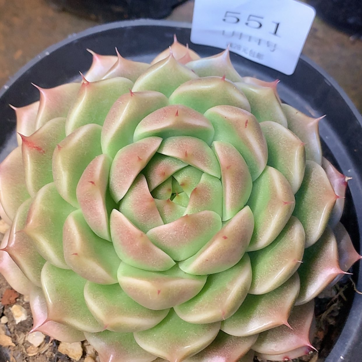 【闪购商品】云551号