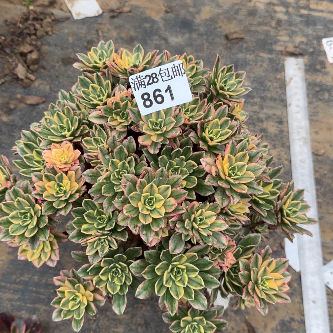 甜茶多肉861满28包邮断枝不包
