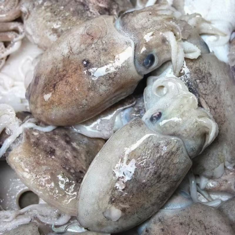 【小贰家】野生海捕原浆墨鱼仔 3斤 黄海湾冷水海域捕捞 