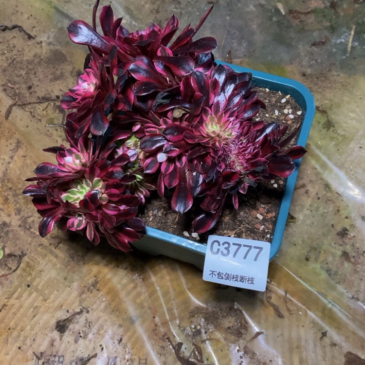 【闪购商品】忧*3777多肉