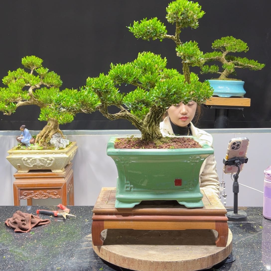 四季常青老桩黄杨盆景