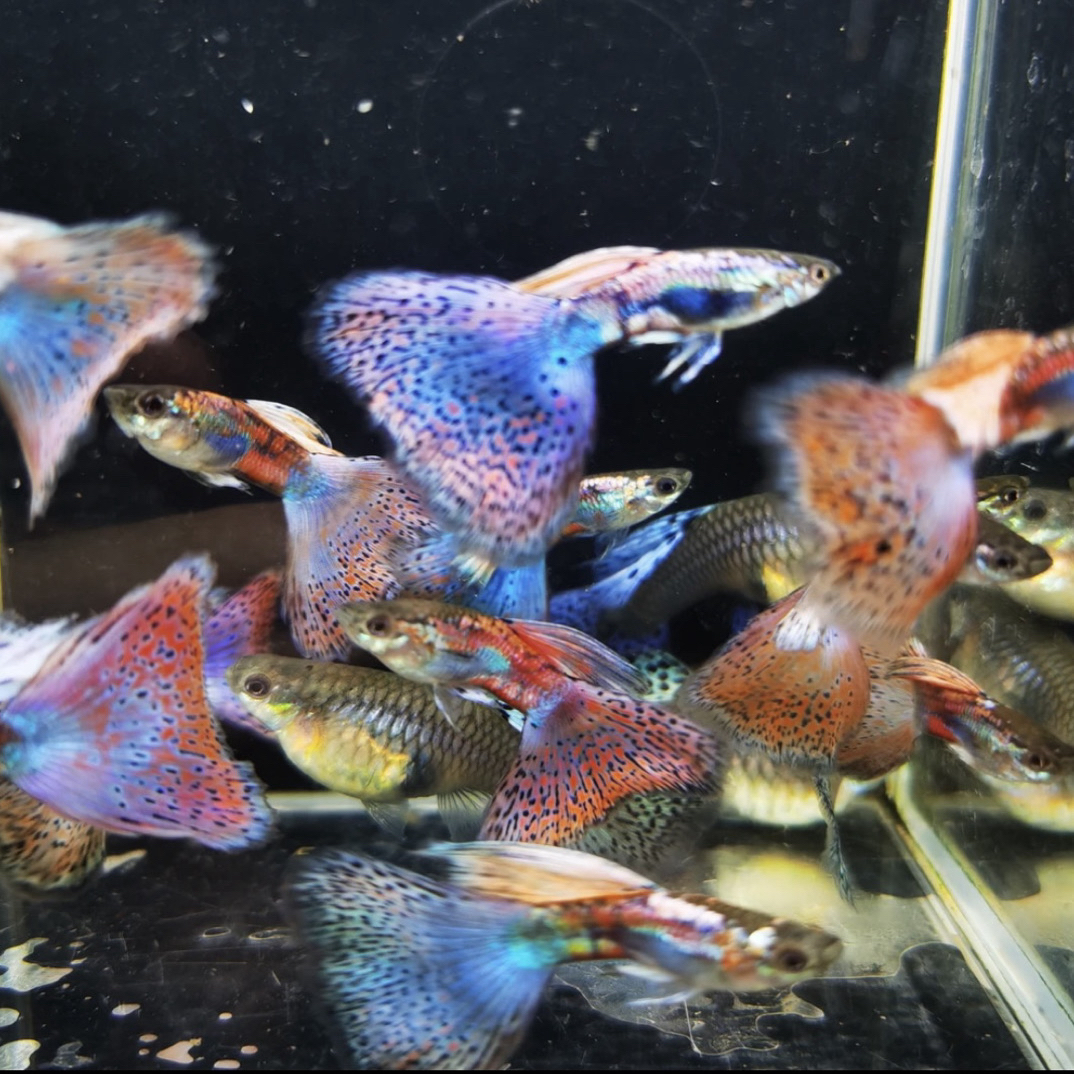 高鳍大尾炫彩蓝草大种鱼