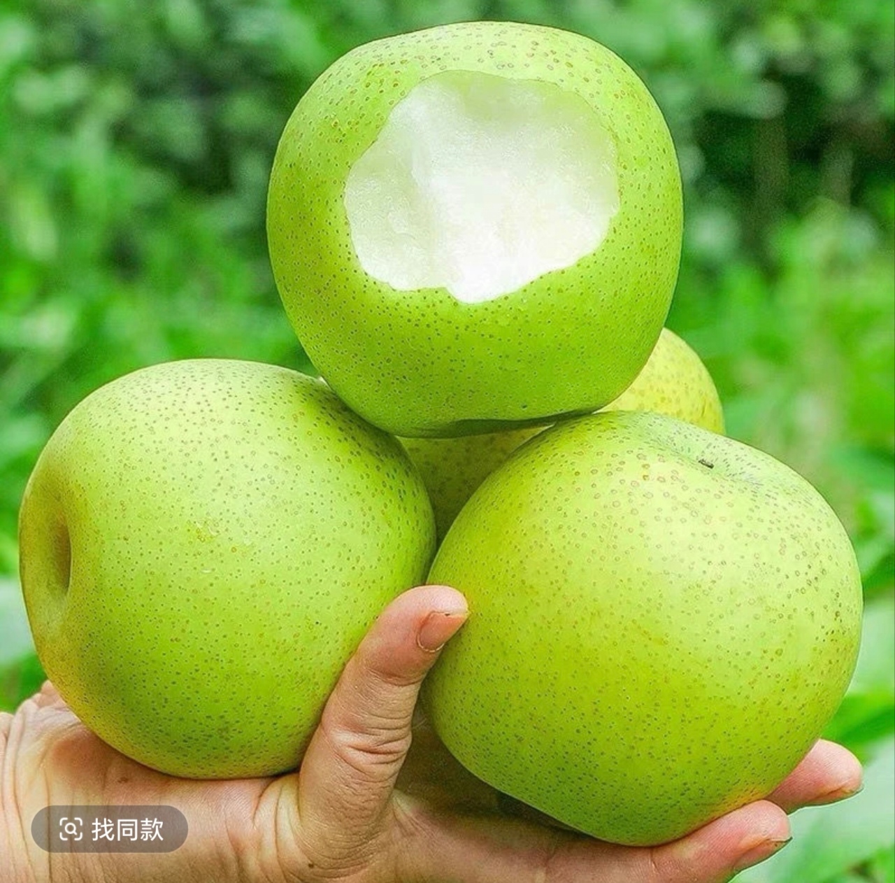 安徽砀山翠玉梨现摘现发产地直发坏果包赔ws