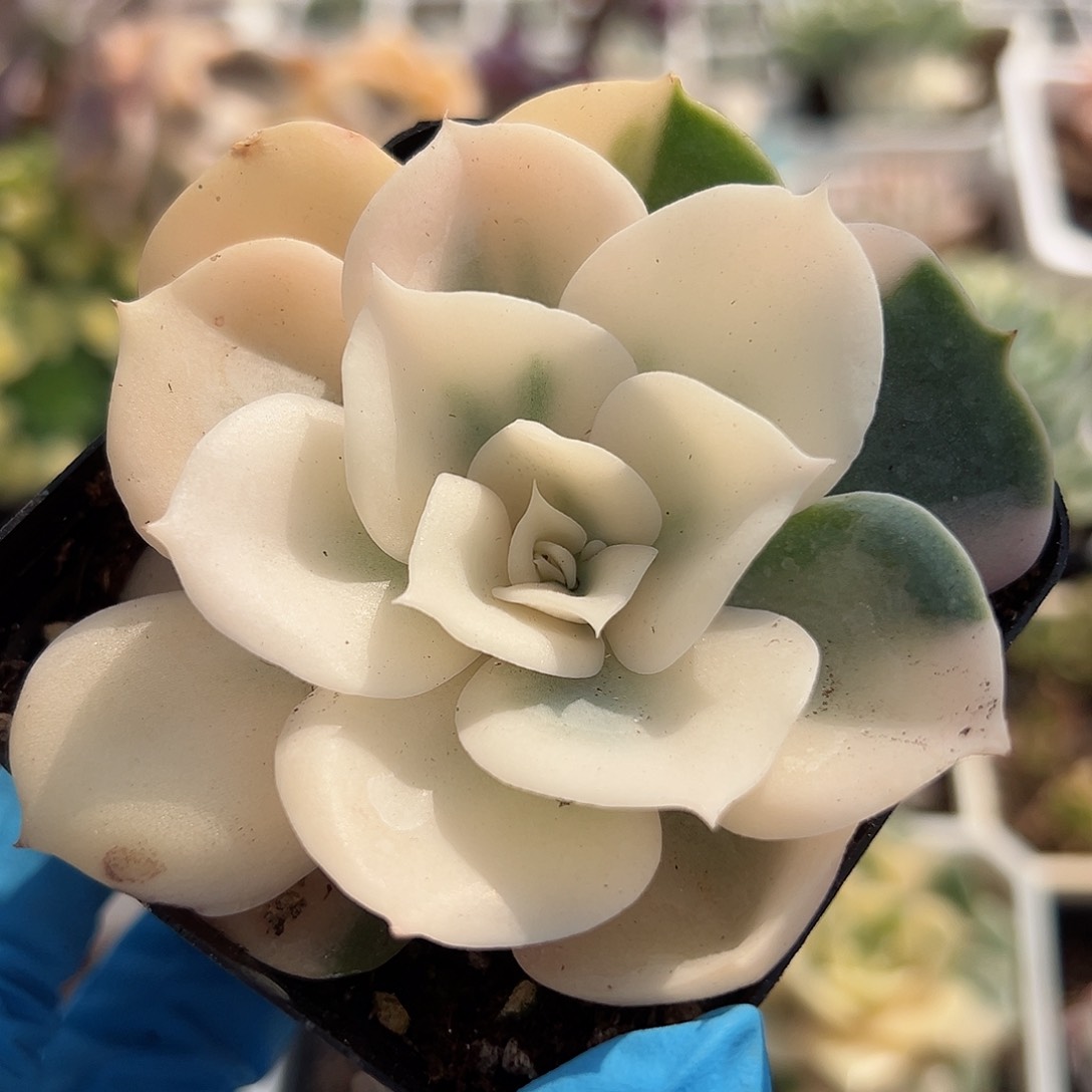 双子座锦，覆轮锦