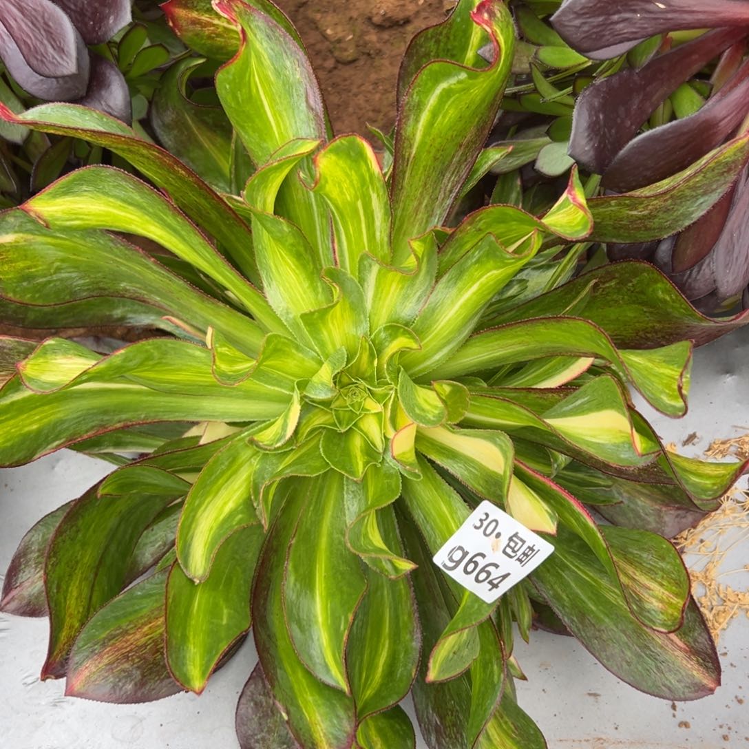 664魅影七彩多肉法师