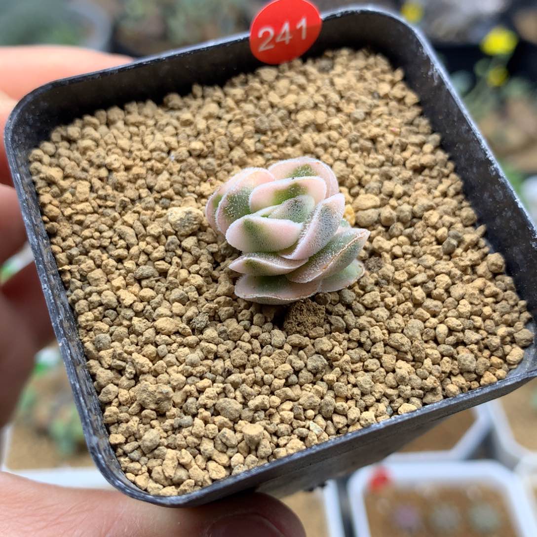 龙宫城锦 龙宫城锦景天带盆