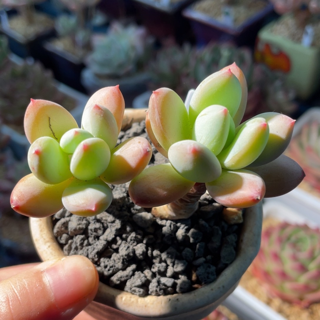 海洋之歌111111111