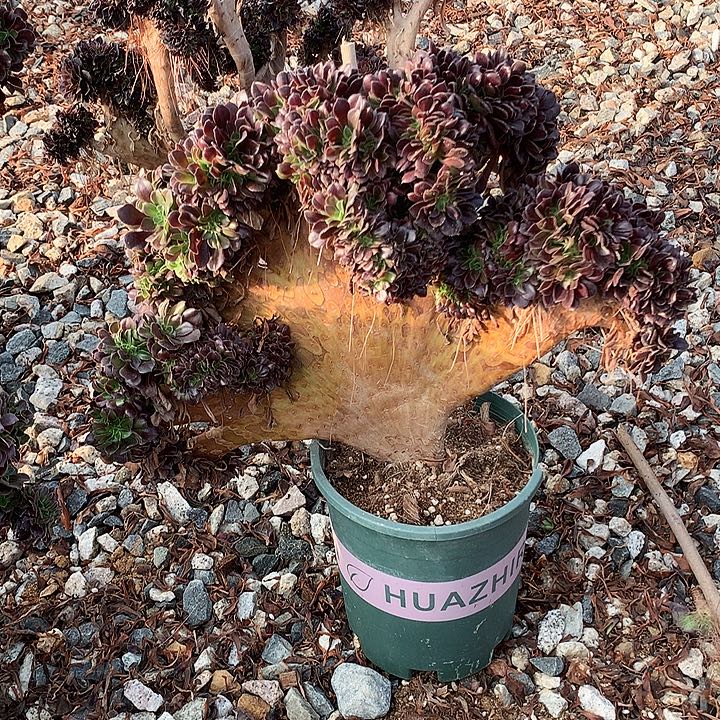 欧缀化脱土发货啊