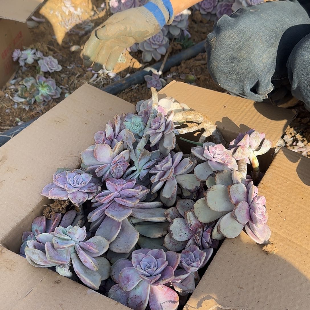中号箱拍紫乐多肉轻微断肢不售后看好在拍