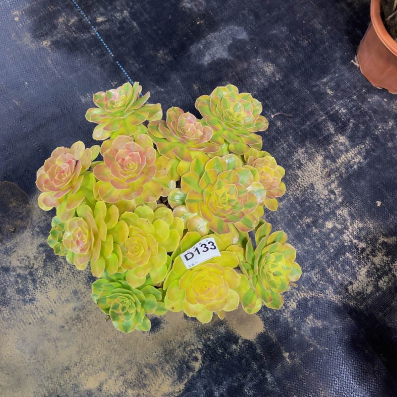 【闪购商品】13300雨荷