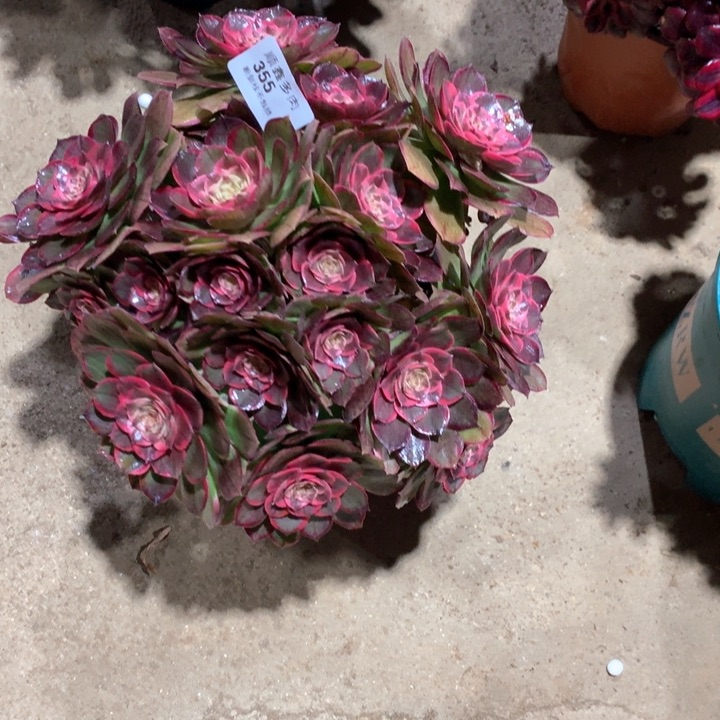 355粉花妖多肉植物