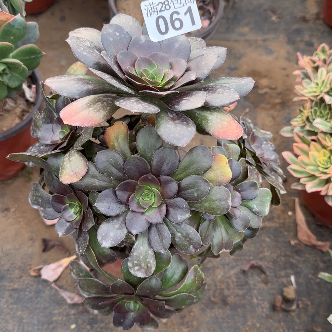 炫彩圆叶多肉061满28包邮断枝不包