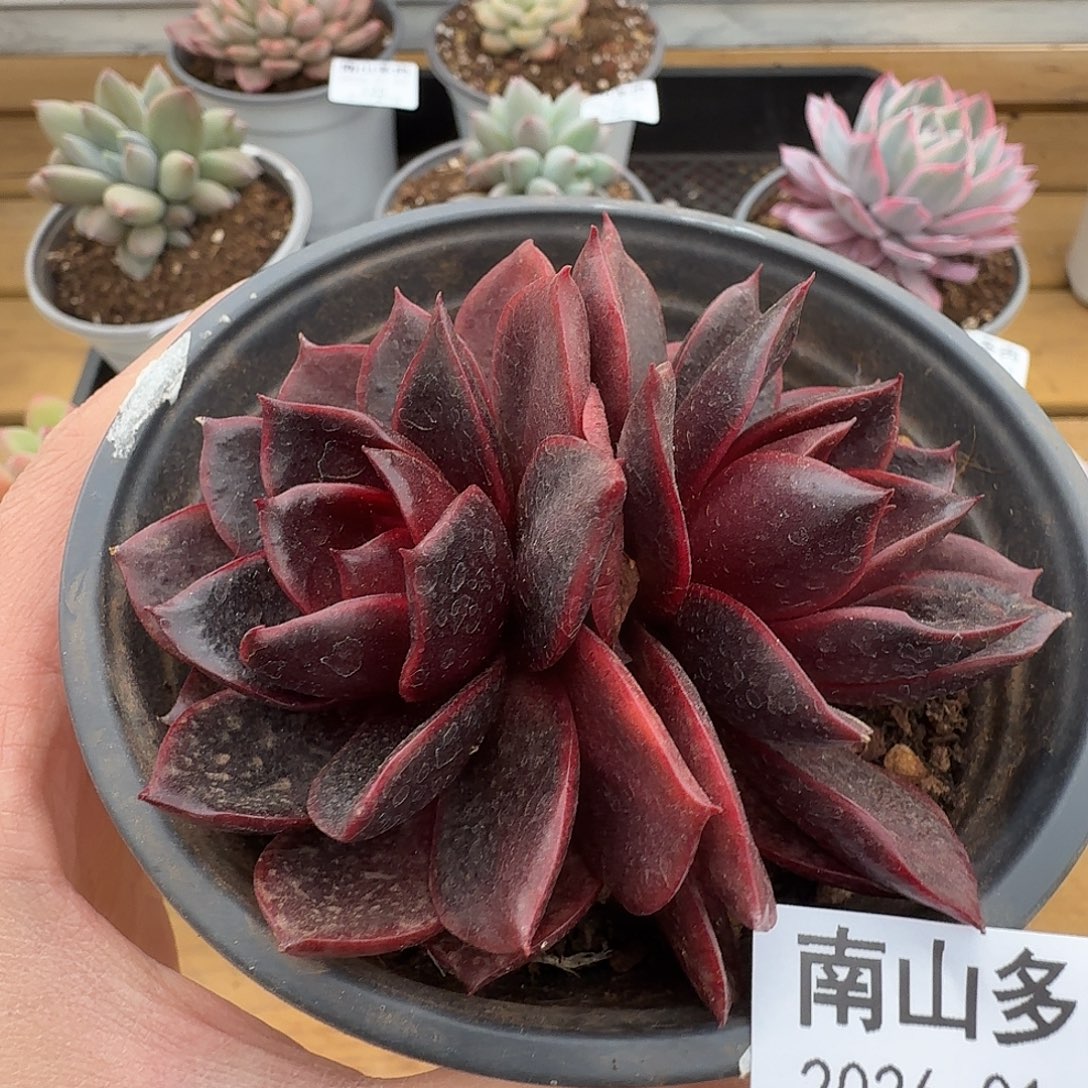 红灯杂1111103-119