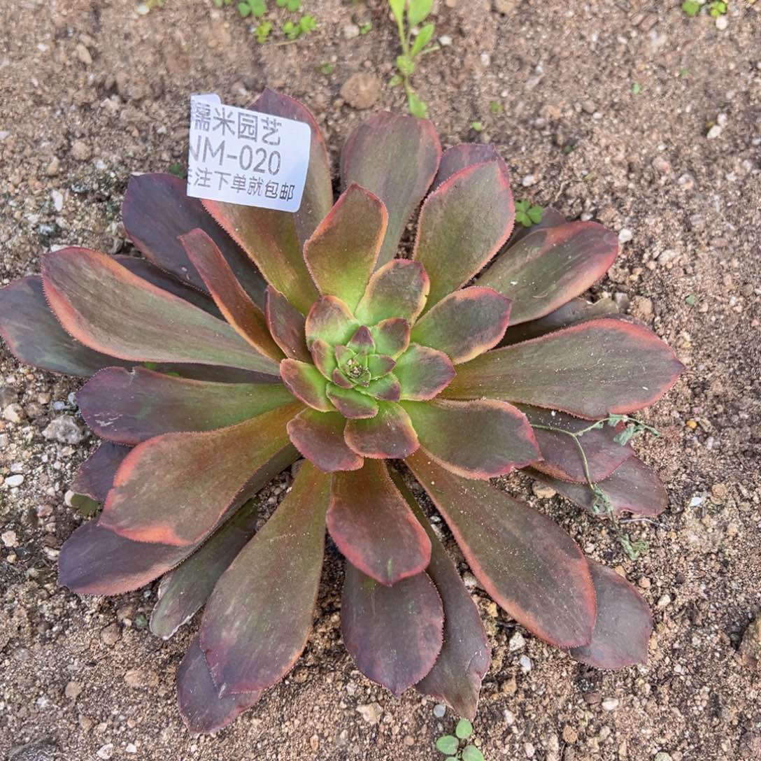 恶魔之吻多肉植物020