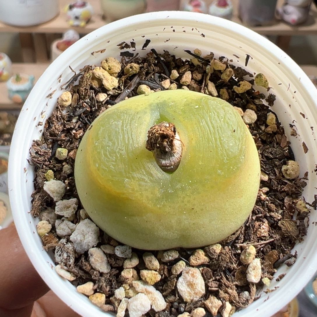 多肉植物212号拉登体毛毛