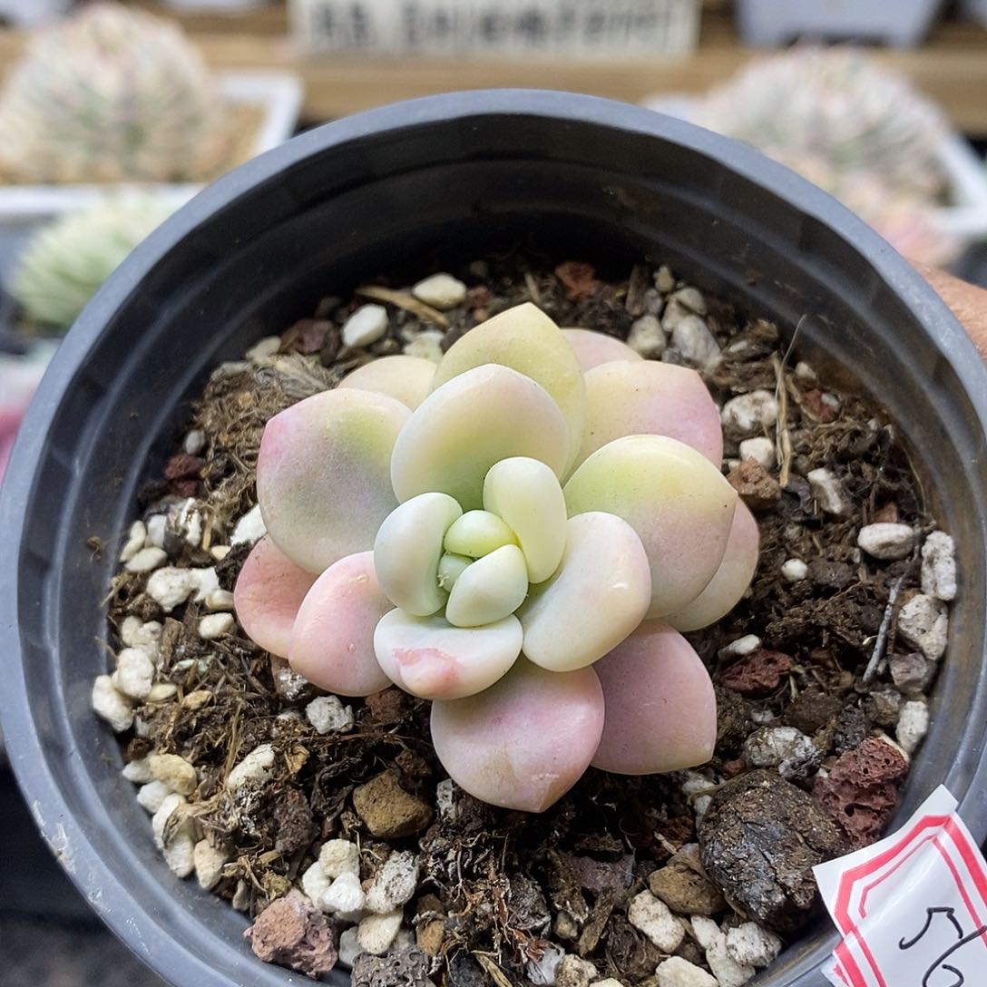 0456优选洛神锦多肉