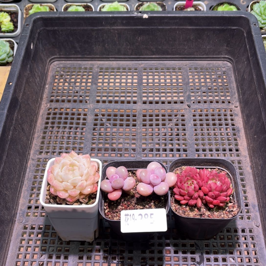 花利美19-285框拍3颗