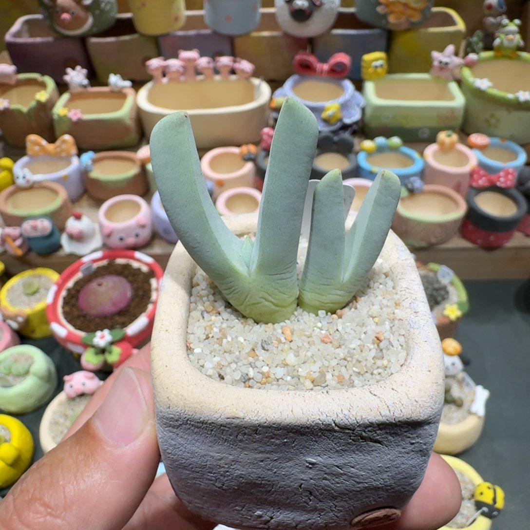 蘑菇1029虾钳脱土多肉植物