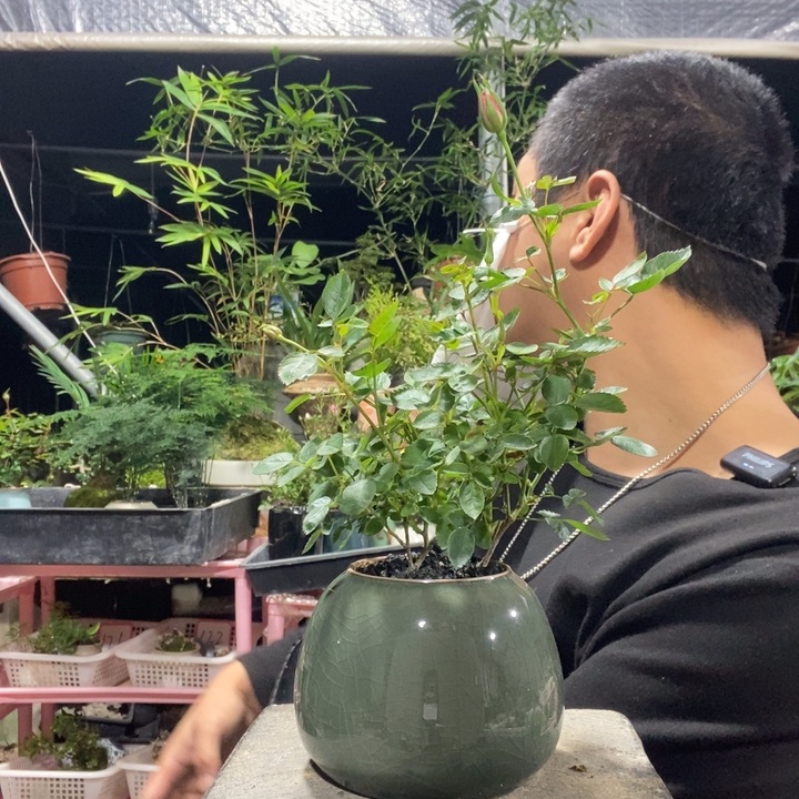 一***条以实际为准盆景绿植盆栽54