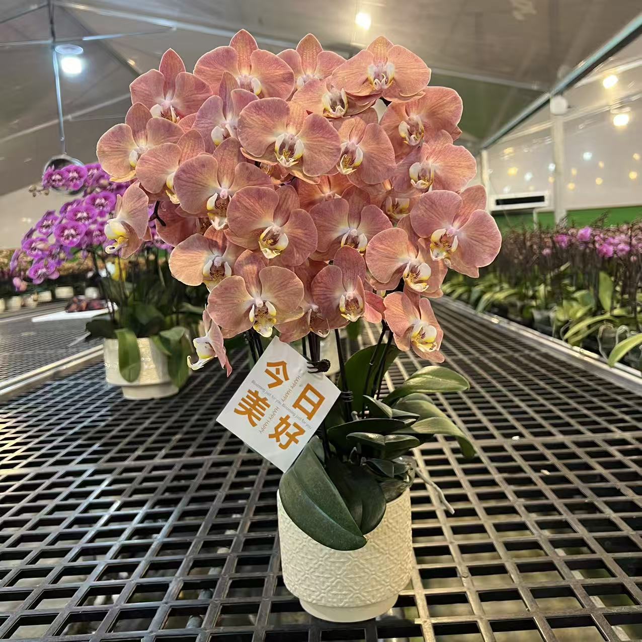 蝴蝶兰（三文鱼） 欧品复古橙贵货稀有好养耐开鲜花高端花卉蝴蝶兰